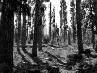 See Canyon Trail 184 See Canyon Trail 184