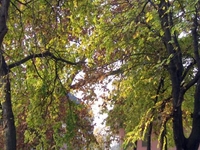 Samac Samac
