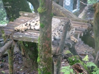 Snow Leopard