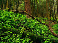 Stokes State Forest
