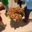 Strawberries At Mahabaleshwar