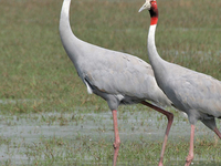 Sultanpur Bird Sanctuary Sultanpur Bird Sanctuary