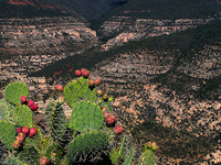 Sycamore Rim Trail