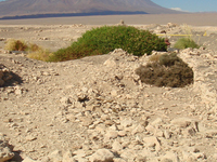 San Pedro