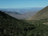 Sierras From Wildrose Mtn