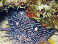 Arrecifes de Cozumel National Park Arrecifes de Cozumel National Park