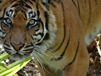 Adelaide Zoo