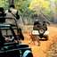 Gypsy Jungle Safari Trips