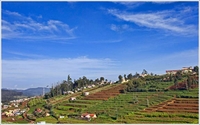 Tea Garden Ooty