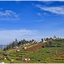 Tea Garden Ooty