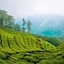 Tea Valley View