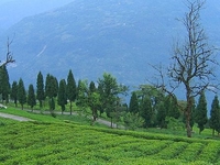 Ravangla