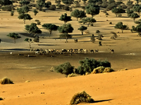Termit Massif Total Reserve
