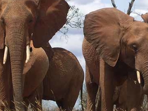 Masai Mara, Lake Naivasha & Amboseli Kenya Adventures Photos