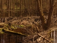 The Białystok - Czarna Białostocka Route