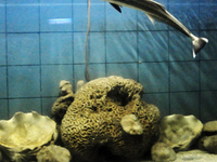 The Marine Aquarium and Research Centre (MARC) The Marine Aquarium and Research Centre (MARC)