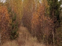 The Natural Footpath The Natural Footpath