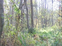 The Wielki Dział Reserve