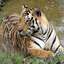 The Majestic Indian Tiger At Kanha