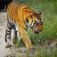 Tiger At Kanha National Park