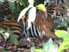Pench Unlimited - Eco Budget Plan