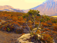 Tongariro Northern Circuit