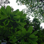 Ton Pariwat Wildlife Sanctuary Ton Pariwat Wildlife Sanctuary