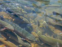 Tonto Creek Hatchery