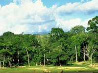 Dzanga-Sangha National Park Dzanga-Sangha National Park
