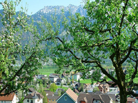 Eschen