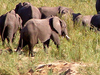 Zakouma National Park