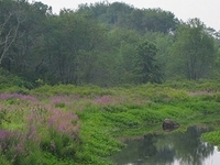 Town River
