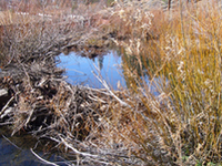 Trout Creek