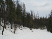 Trout Lake Trail