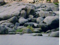 Tungabhadra River
