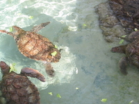 Coral World Ocean Park