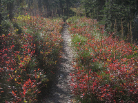 Two Medicine Pass Trail Two Medicine Pass Trail