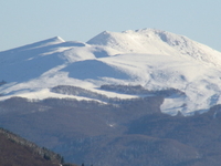Tarnica