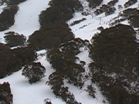 Thredbo