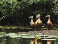 Udhayamarthandapuram Birds Sanctuary Udhayamarthandapuram Birds Sanctuary