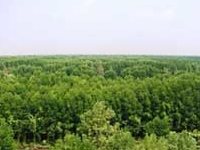 U Minh Forest
