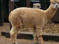 Vauxhall City Farm Vauxhall City Farm
