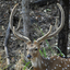 Velvetty Antlers Kanha National Park
