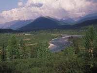 Virgin Komi Forests