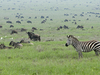Tanzania North Circuit Safari 7 Days Tanzania North Circuit Safari 7 Days