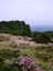 Wildflowers On Mount Halla