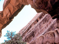 Wall Arch