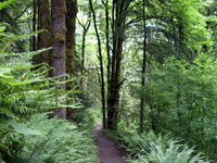 Forest Park
