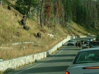 Yellowstone Lake Buffalo Yellowstone Lake Buffalo