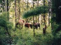 YokDon National Park